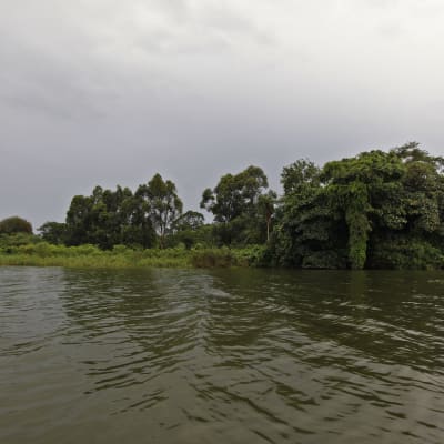 Victoria-järven rantaa, joka on täynnä kasvillisuutta. Kuvattu Ugandan puolelta.