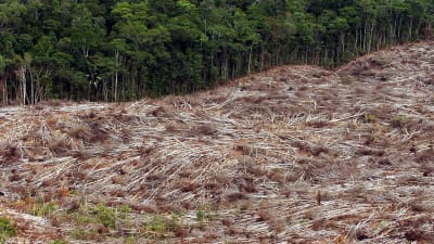 Skogsavverkning i Amazonas