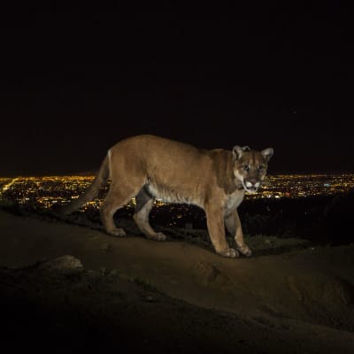 En puma i Griffith Park i Los Angeles den 2 mars 2013.
