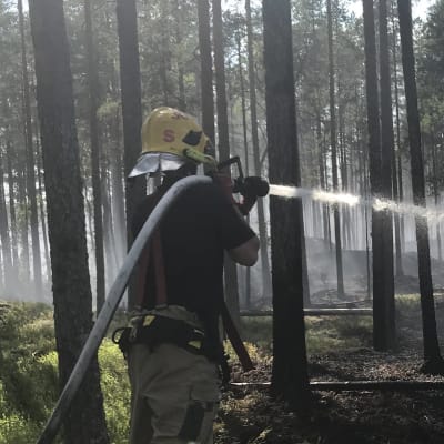 En brandman sprutar vatten i en skog i Parkano där det brinner. 