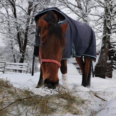 En häst äter hö utomhus på vintern 