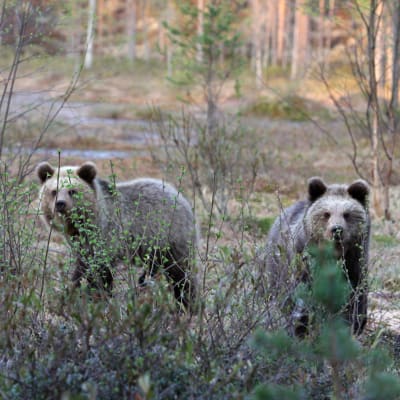 Två björnungar i skogen.