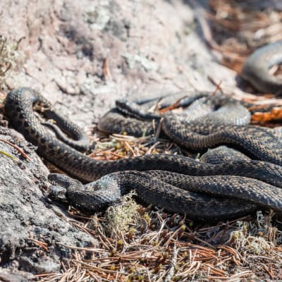 Ryhmä kyykäärmeitä lämmittelee sulan kiven päällä Rovaniemellä keväällä 2021