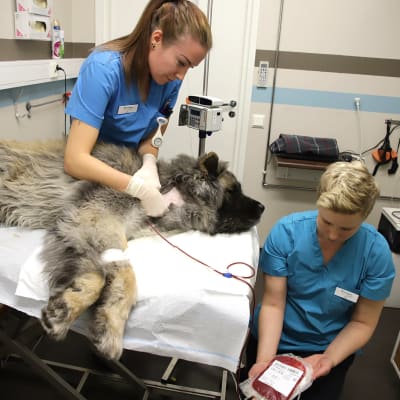Koira luovuttaa verta eläinlääkärin ja klinikkaeläinhoitajan kanssa