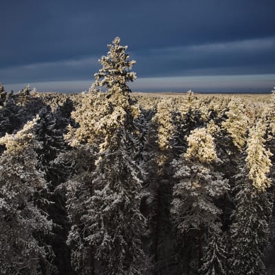 Världens högsta tall finns i denna barrskog i Estland.