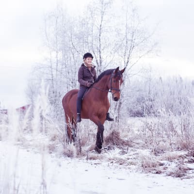 Ystäväni Hevonen