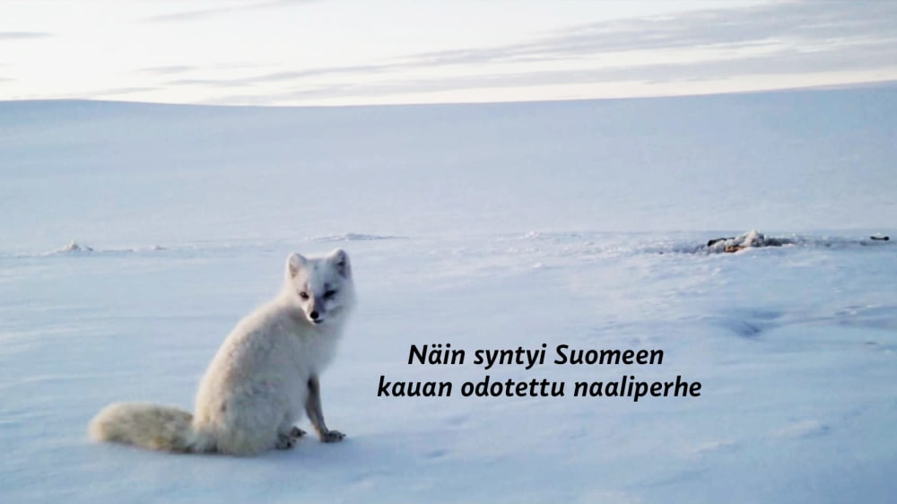 Kimmo Ohtonen onnistui kuvaamaan uhanalaisen naalin pesinnän Suomessa:  ”Kiljahdin ääneen, että ei voi olla totta!” – Luonto – 