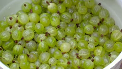 Gröna krusbär i skål