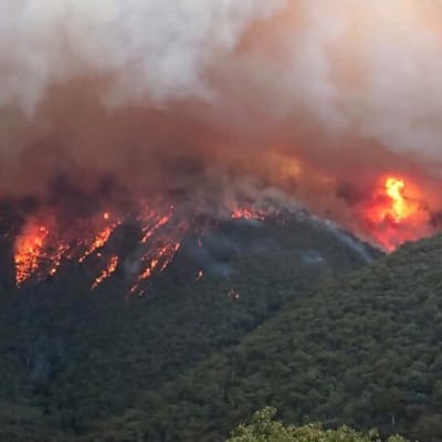 Elden härjar i East Gippsland i den australiska delstaten Victoria.