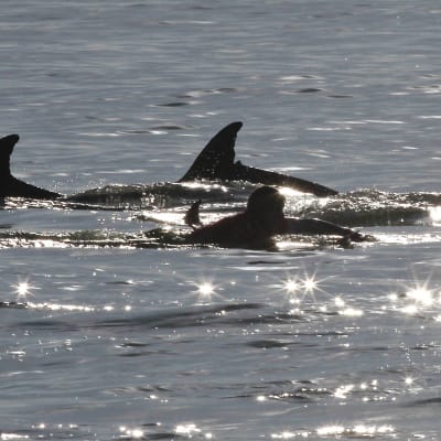 tre fenor av delfiner som simmar i vatten