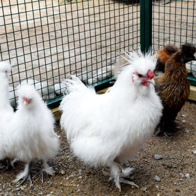 Kolme pörröistä valkoista kanaa häkissä.
