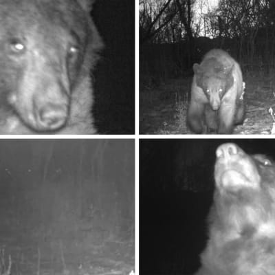 Bildcollage av fyra bilder av en svartbjörn.