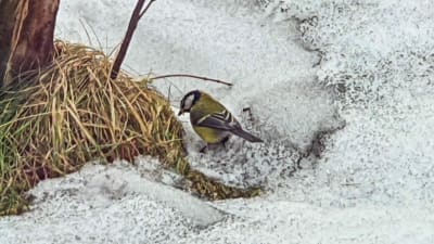 En fågel i koltäckt snö.