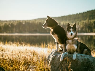 Två hundar på en sten invid vattnet.