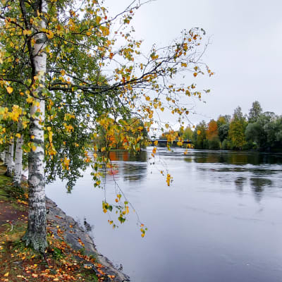 Pielisjoki ja sen vieressä kulkeva hiekkainen jalkakäytävä. Joen varrella sykyisiä koivuja. 