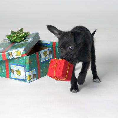 Pieni koira lahjapakettien kanssa.