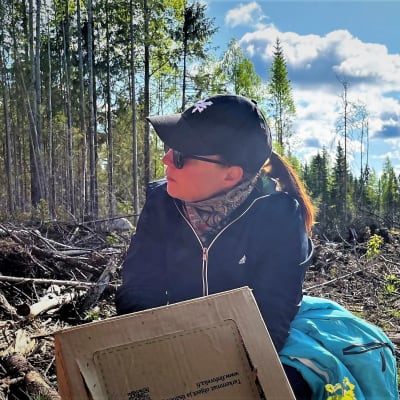 Outi Myllynen istuttaa puun taimia metsässä. 