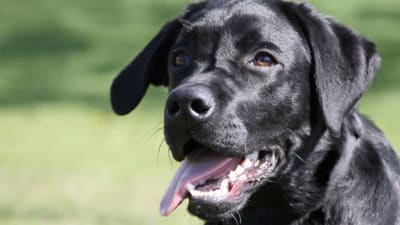 Labrador Retriver