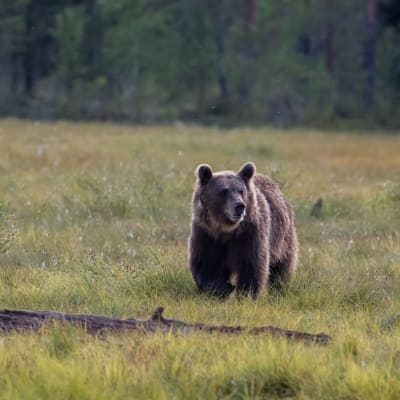En björn går på gräset och tittar åt sidan.