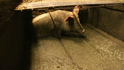 En levande gris sitter i en grop full med avföring och urin.