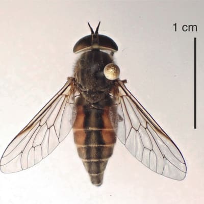 Uusi paarmalaji suomessa, Löydetty laji, Hybomitra expollicata