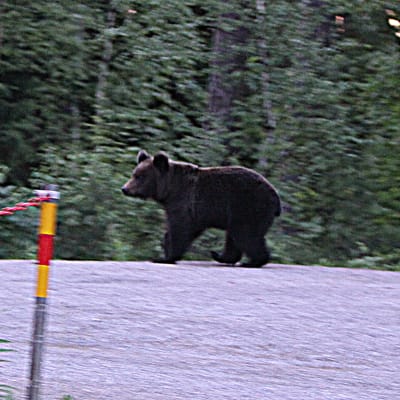 Björnen besöker Borgå