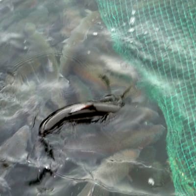 Regnbågslax skall tas upp ur fiskburen