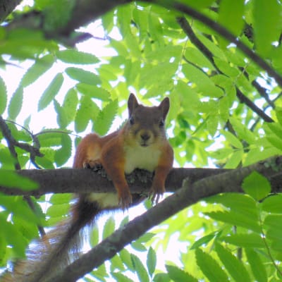 Orava lepää pihlajan oksalla.