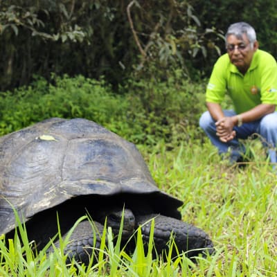 En ny art av jättesköldpadda hittades på Galapagosöarna.