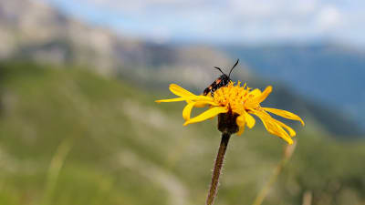 En insekt sitter på en gul blomma. I bakgrunden syns fjäll och grönskande dalar.