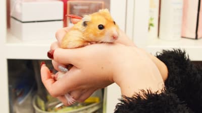 Någon håller i en gulbrun hamster. Närbild på hamstern som tittar in i kameran med sina små svarta ögon.