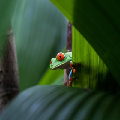 En illgrön groda med röda ögon fotad på ett blad i regnskogen.