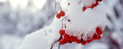 Rönnbär på vintern.