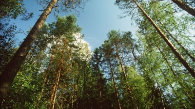 Metsä