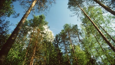Skogarna är jordens lungor. Bild: YLE/Pentti Palmu