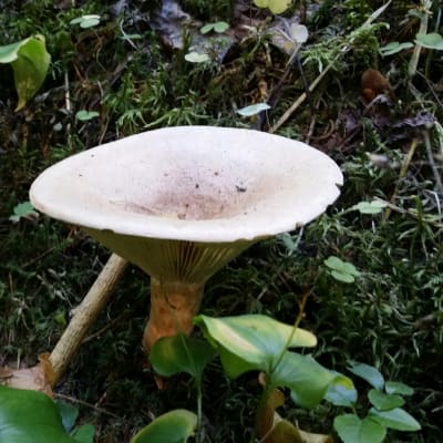 Yksinäinen haaparousku metsässä.