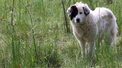 Pyrenéerhunden har länge använts som herdehund i Tyskland. 