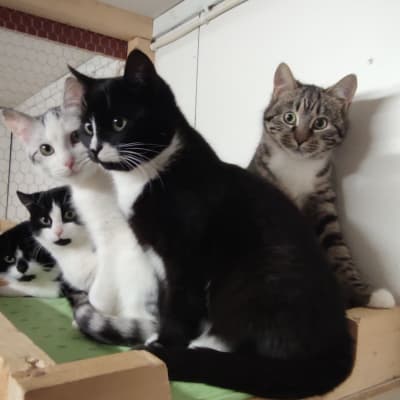 Viisi kissaa istuu vierekkäin. Kissat ovat erivärisiä.