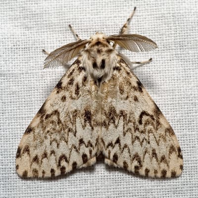 En närbild på nattfjärilen barrskogsnunna.