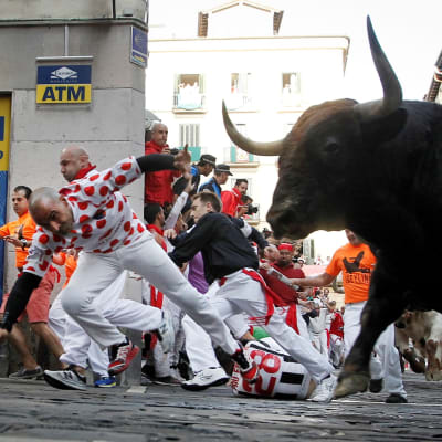 Män försöker springa undan tjurarna längs en gata i Pamplona.