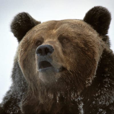 Närbild på björnen
