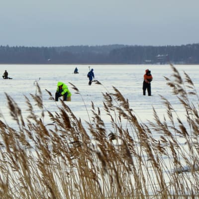 pimpelfiske på svag is