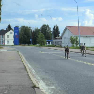 Kaksi poroa kulkee tyhjällä viitostiellä kirkonkylällä jossain päin Suomea. Kuva elokuvasta Kansanradio - runonlaulajien maa