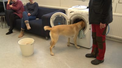 En gul labrador retriever som ska bli assistenthund övar på att fylla på en tvättmaskin. 