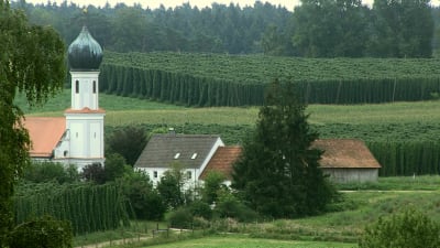 Landskapsbild över den bayerska byn Hallertaus humleodlingar.