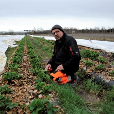 Anders Lång i arbetskläder i en av företagets jordgubbsodlingar där plantorna delvis är under fibertyg. 