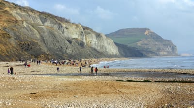 Strand i Dorset i sydvästra England, där Mary Anning letade sina fossiler.