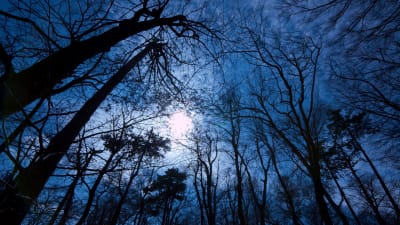 blåaktigt månljus med en masas mörka träd