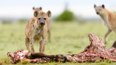 Jagande hyenor vid sitt byte.