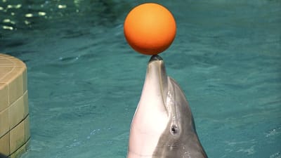 Delfin spelar korgboll